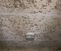 Mold Colony