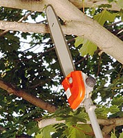 Mantis pruner.