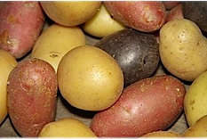 Common Potato Varieties